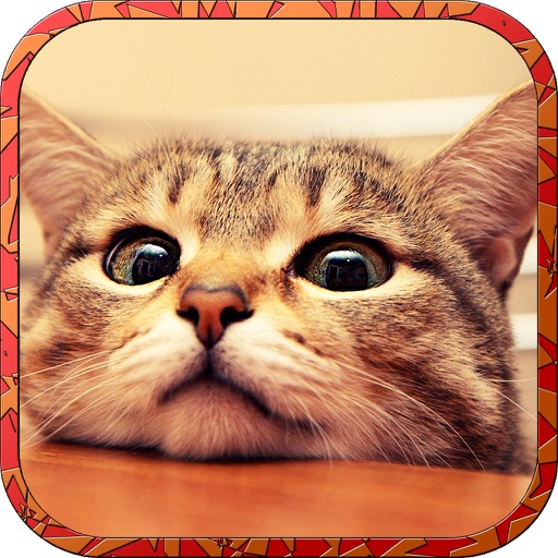 暴走在情人節貓 - 可愛的小貓遊戲1.0
