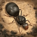 荒野蚂蚁